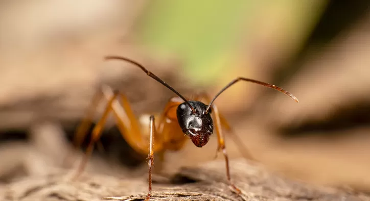 Fotoğrafta Odaklama Teknikleri