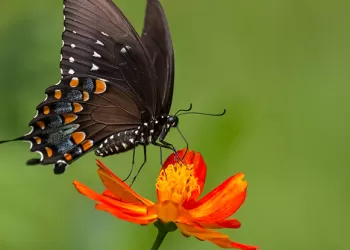 Doğal Ortamda Makro Fotoğraf Çekimi