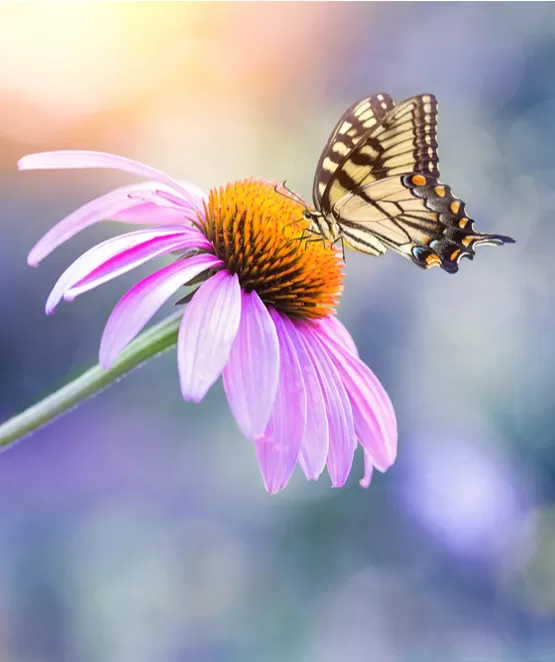 çiçek fotoğrafçılığı dersi