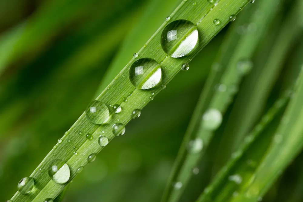 damla fotoğrafı çekimi