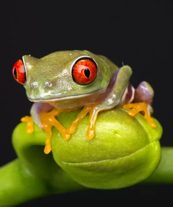 focus stacking eğitimi