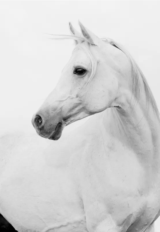 High Key Çekim kursu