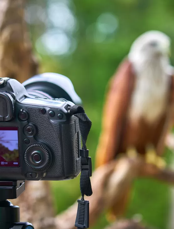 kuş fotoğrafçılığı eğitimi