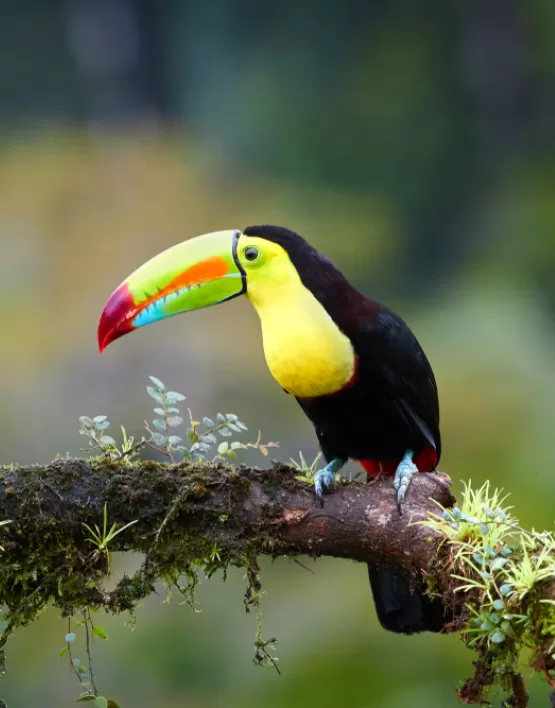 kuş fotoğrafçılığı kursu