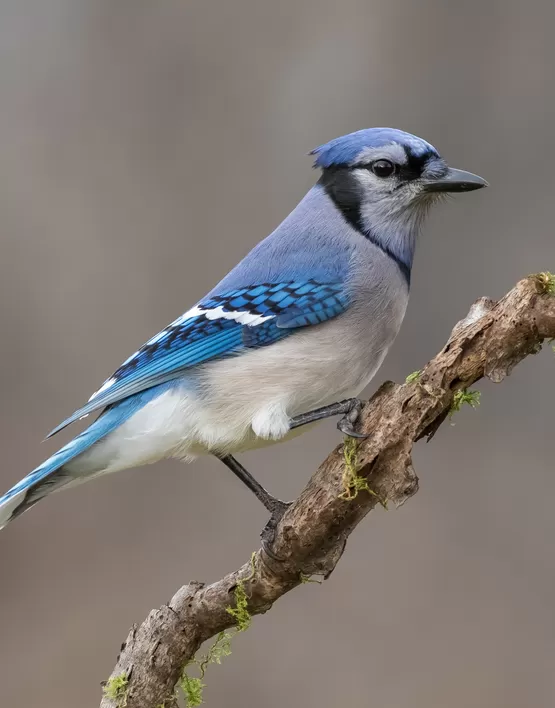 kuş fotoğrafı çekimi