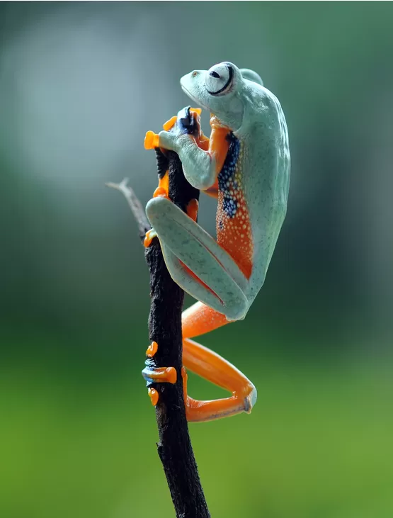 macro fotoğrafçılık kursu