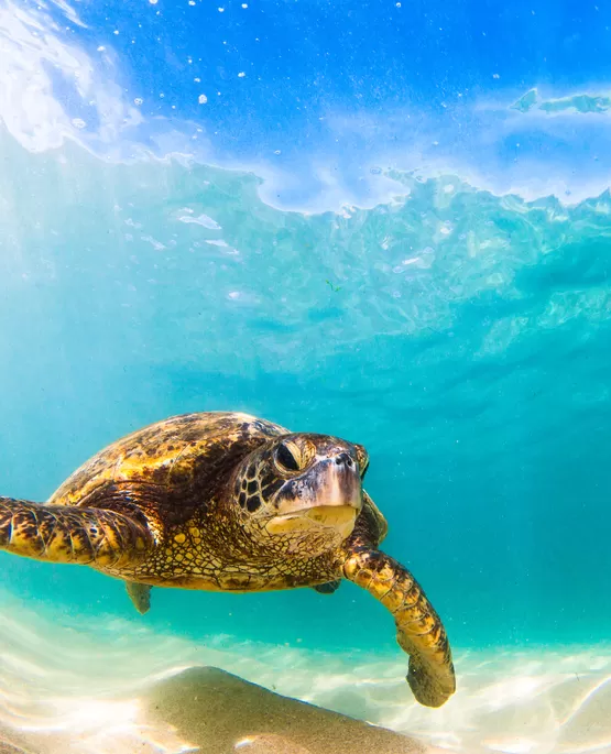 sualtı fotoğrafçılığı kursu