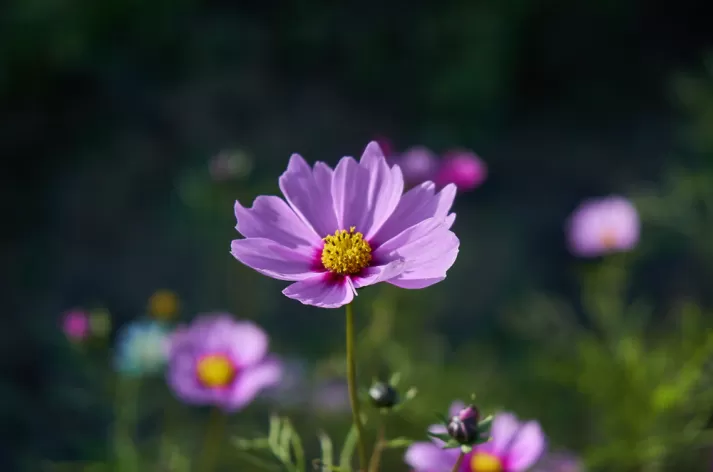 çiçek fotoğrafı çekimi