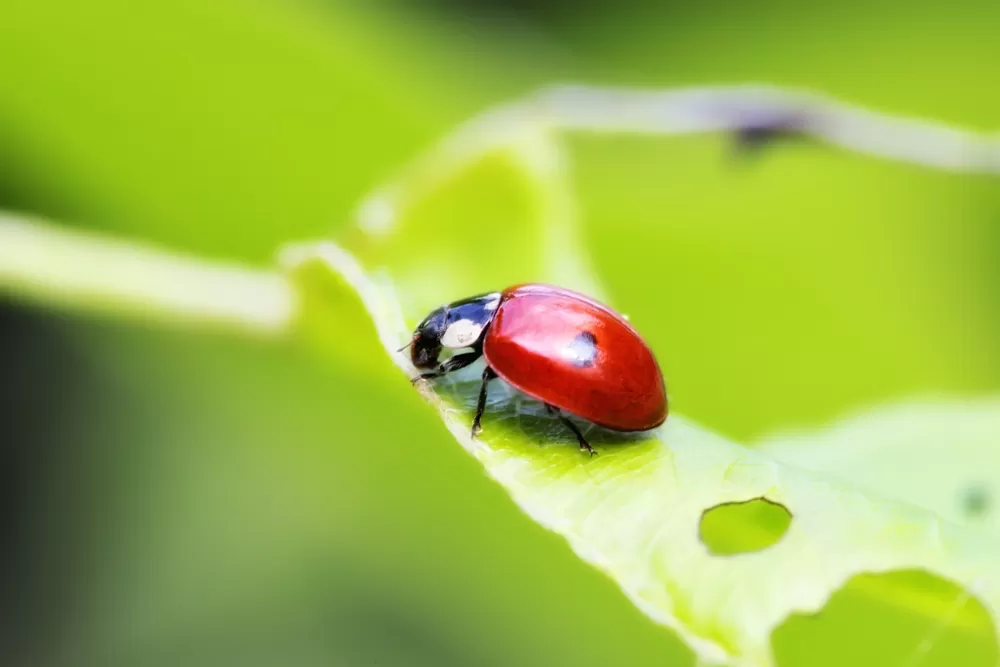focus stacking workshop