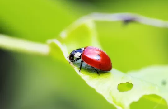 Focus Stacking Workshop
