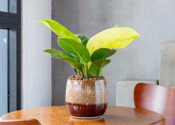 Galaxy Expert Raw Uygulaması ile Profesyonel Fotoğrafçılık