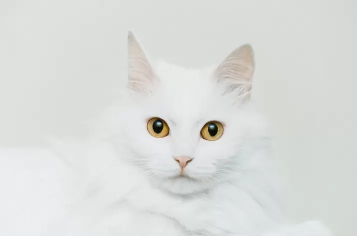 high key çekim dersi