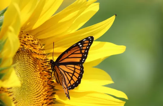 Macro Fotograf Atolyesi