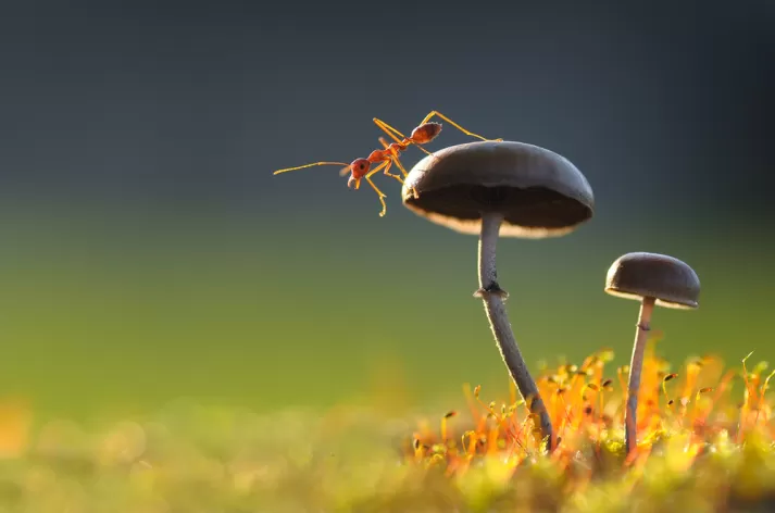 makro fotoğrafçılık kursu