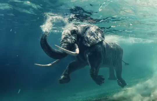 Sualti Fotograf Cekimi Workshop